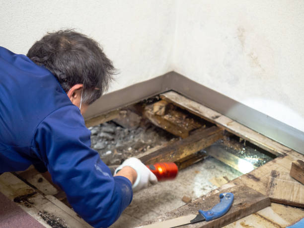 Crawl Space Mold Removal in Richmond Heights, FL
