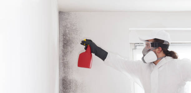 Mold Removal Process in Richmond Heights, FL