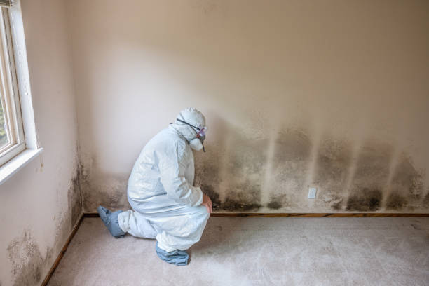 Best Black Mold Removal  in Richmond Heights, FL