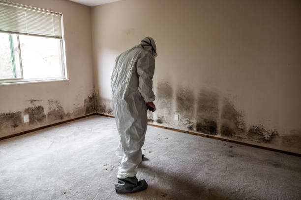 Best Mold Removal Process  in Richmond Heights, FL