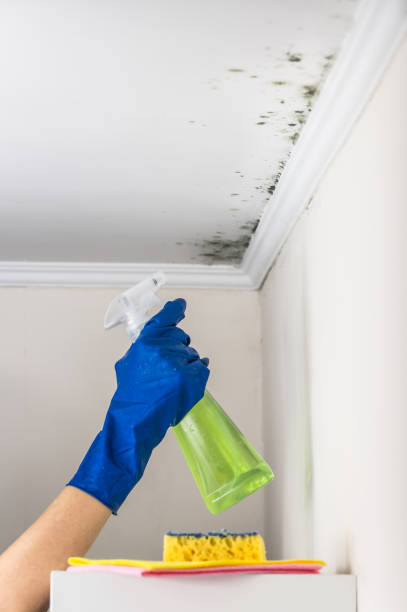 Best Attic Mold Removal  in Richmond Heights, FL
